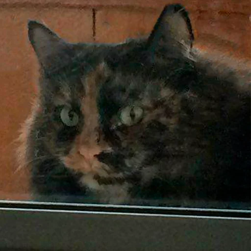 Стикер Dirigible - 7