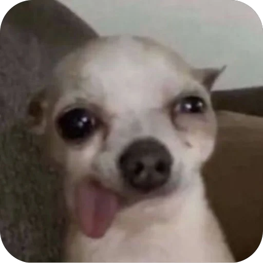 Стикер diriktoryoon - 1