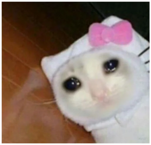 animal mammal indoor