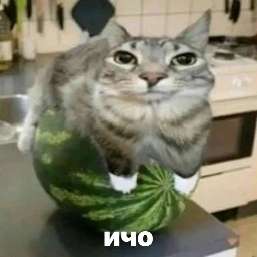 Sticker discussingtheweat - 1