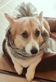 Стикер django @stickersb2b - 8