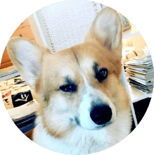 Стикер django @stickersb2b - 9