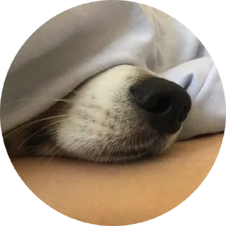 Стикер django @stickersb2b - 2