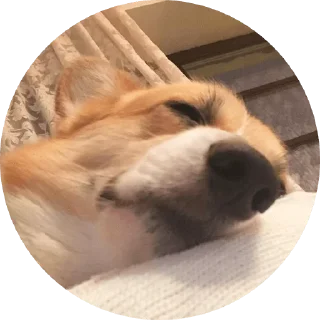 Стикер django @stickersb2b - 10