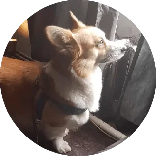 Стикер django @stickersb2b - 5