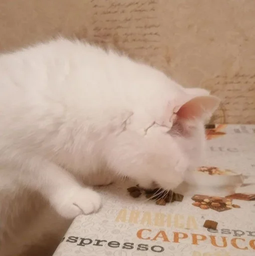 киска Евгения🥵💦💕 :: @fStikBot - кошки малого и среднего размера