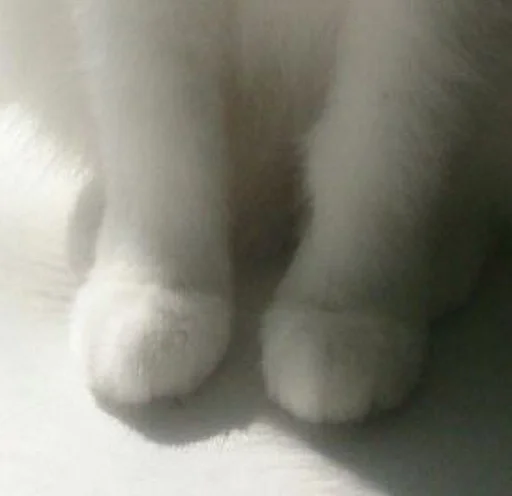 animal mammal felidae