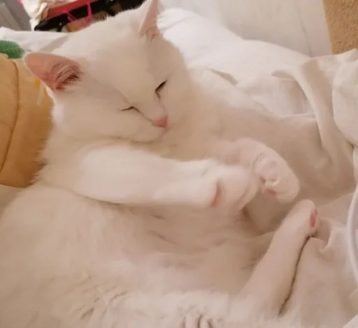 small to medium-sized cats cat felidae