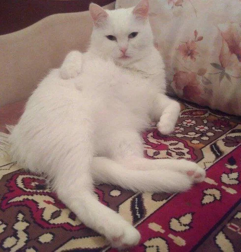 mammal animal domestic cat