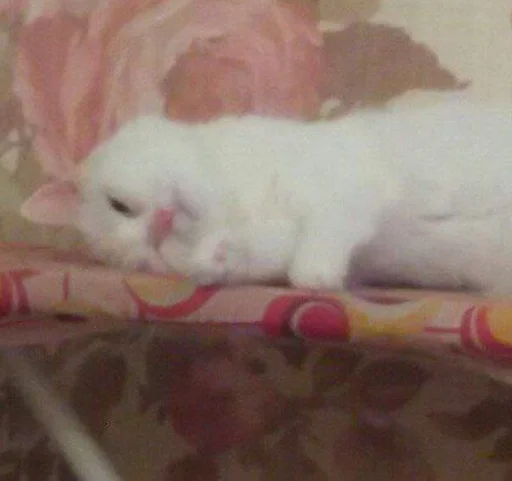 animal mammal small to medium-sized cats