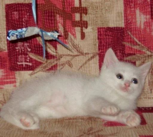 animal mammal small to medium-sized cats