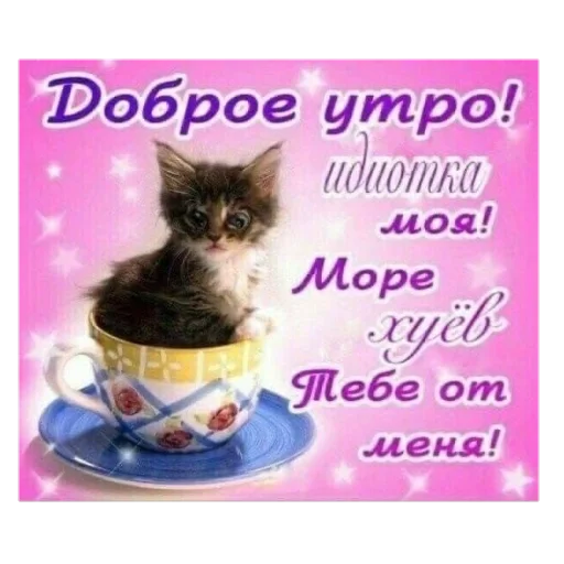 text animal small to medium-sized cats