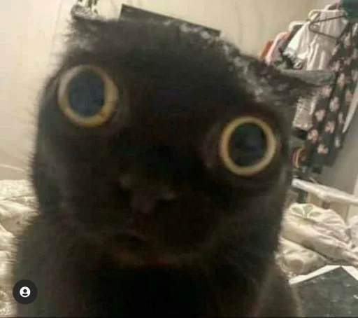 кошки малого и среднего размера млекопитающее кошка