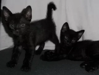 Стикер ⋆˚࿔ @deluxsi 𝜗𝜚˚⋆ - 11