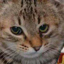 For pidors - животное