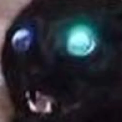 животное взор кошка