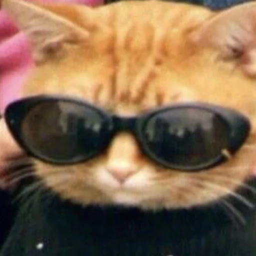 eyewear small to medium-sized cats goggles