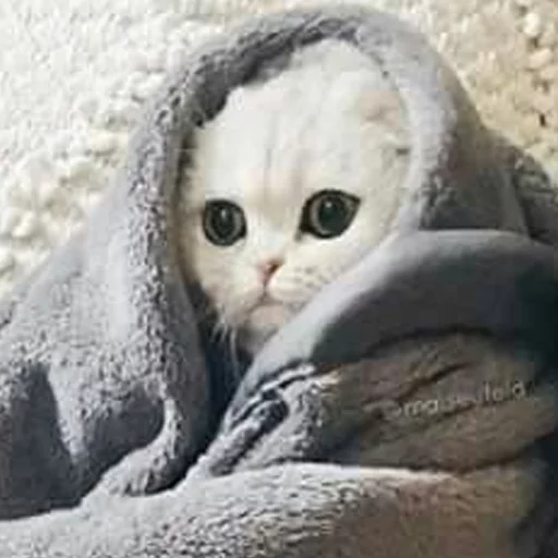 животное кошки малого и среднего размера млекопитающее