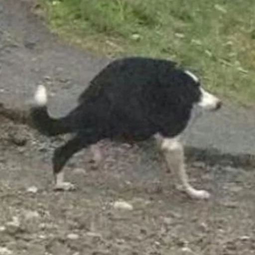 животное земля на открытом воздухе