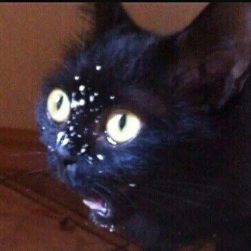 животное млекопитающее кошка