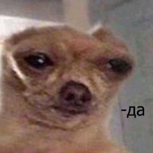 млекопитающее животное чихуахуа