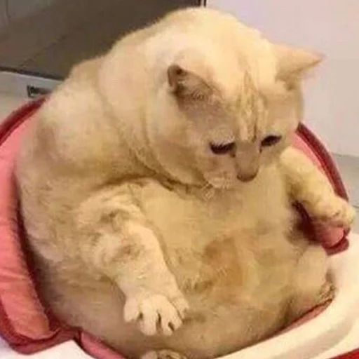 животное кошки малого и среднего размера млекопитающее