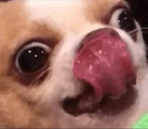 порода собак домашнее животное животное