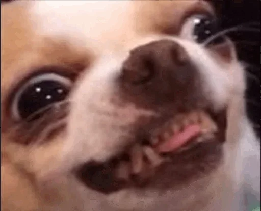 животное млекопитающее собака