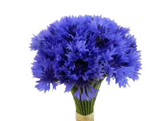 Sticker Цветы @progi95 - 6