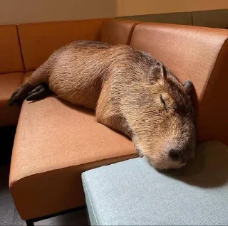 Стикер 😼 - 2