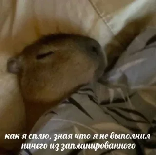 Стикер 😼 - 4