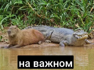 Стикер 😼 - 5