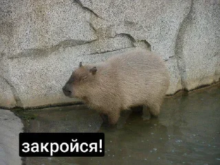 Стикер 😼 - 6