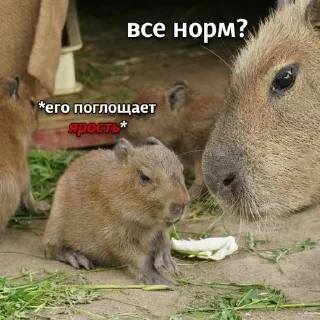 Стикер 😼 - 7