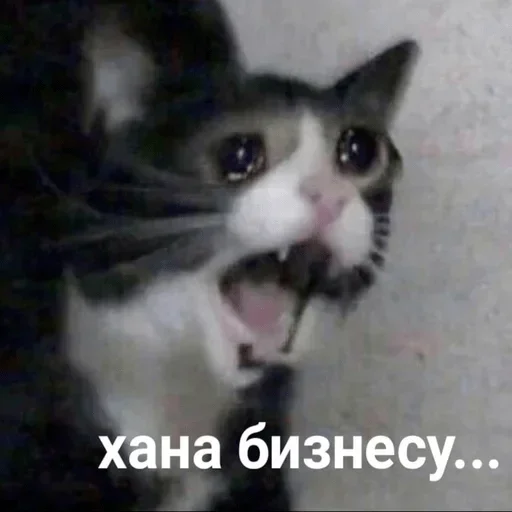 Стикер dmdwngjeW_by_stickers_stealer_bot - 1