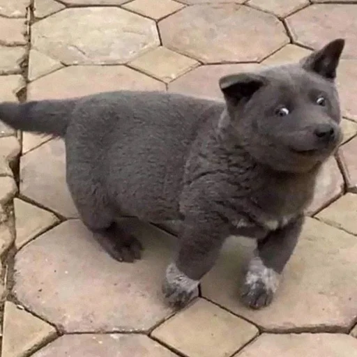 Стикер Dnsr415 - 5