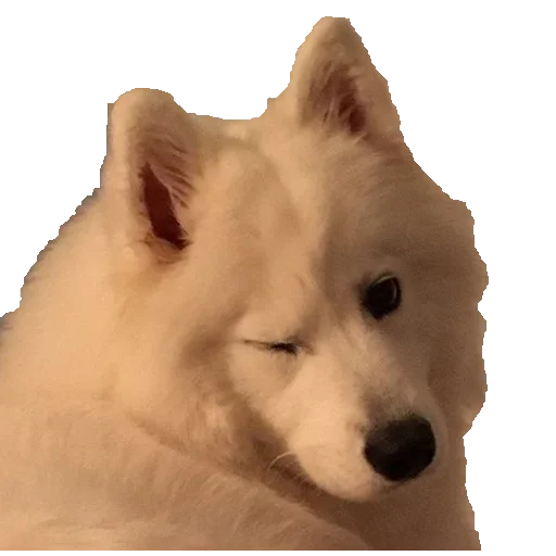 животное млекопитающее домашнее животное