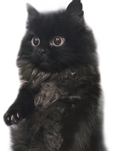 animal domestic cat small to medium-sized cats