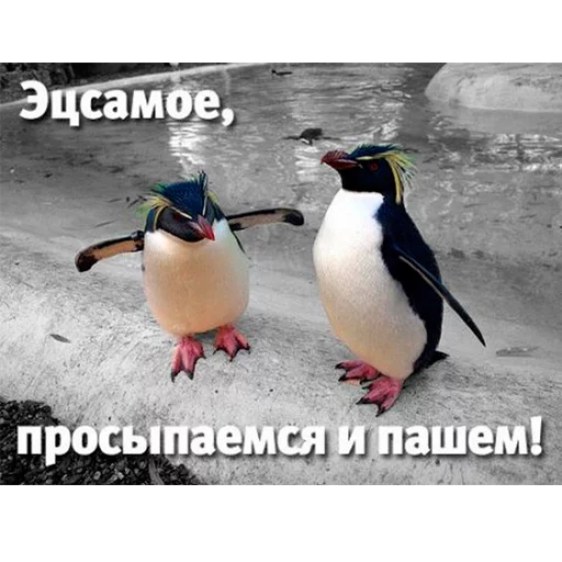 Заработок онлайн @Dohod_vtgbot - 