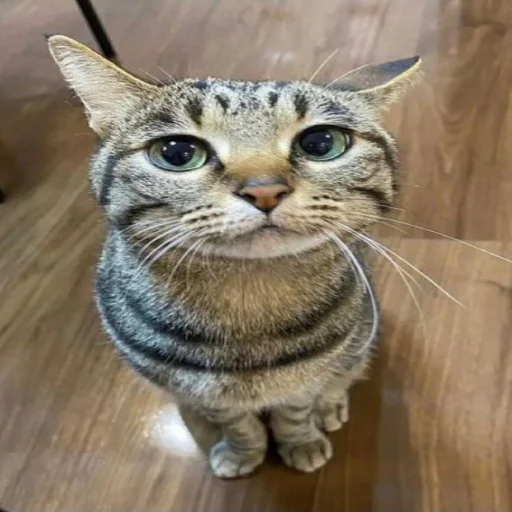 Sticker dobruestickeri34 - 1