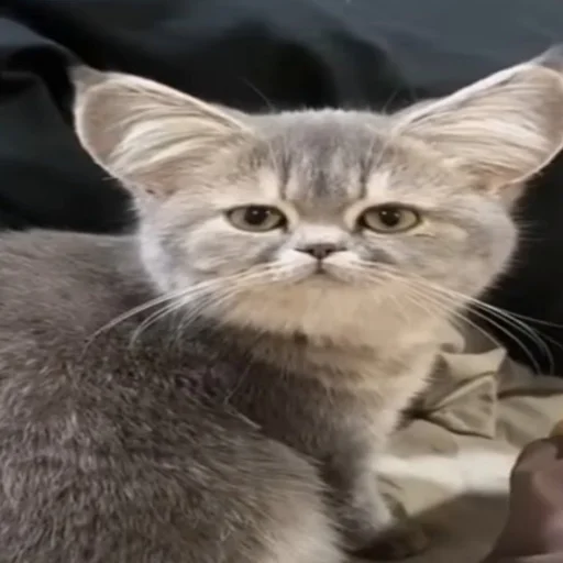 Sticker dobruestickeri34 - 1