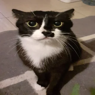 Sticker ДОБРЫЕ СТИКЕРЫ @repeated_fear - 11