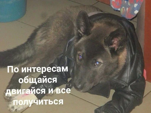 животное млекопитающее домашнее животное