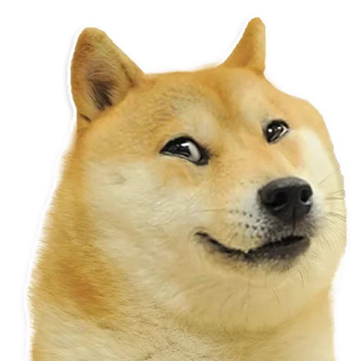 млекопитающее животное домашнее животное