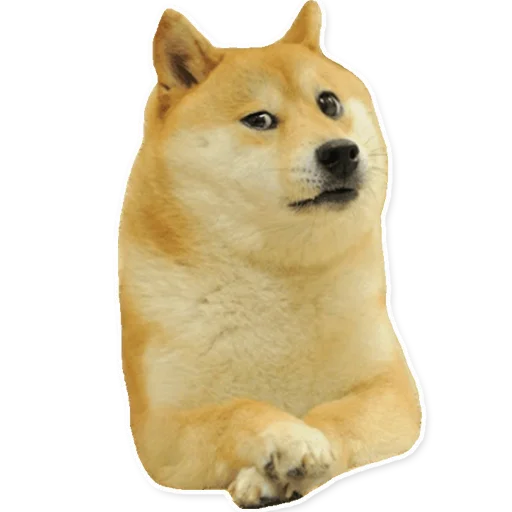 животное млекопитающее домашнее животное