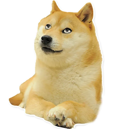 животное млекопитающее домашнее животное