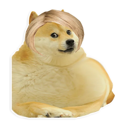 животное Белый собака