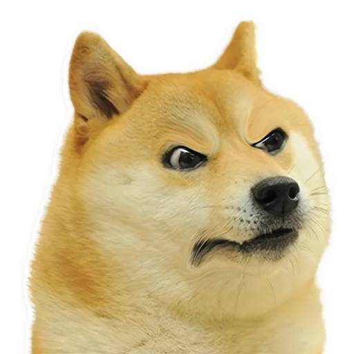 животное млекопитающее домашнее животное