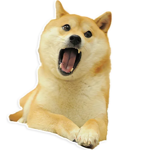 животное млекопитающее домашнее животное