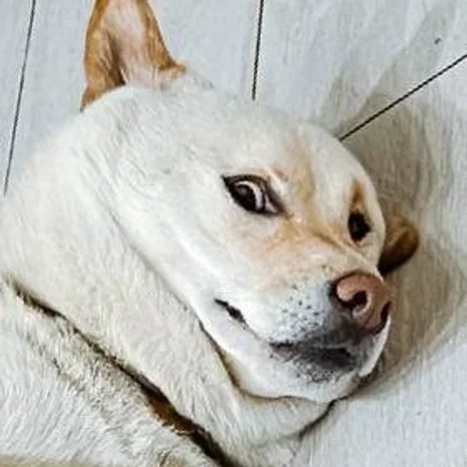 Sticker dogeshibocheque - 1